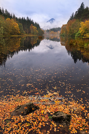 Hospital Lochan Glencoe. Fallen Leaves. Scotland.