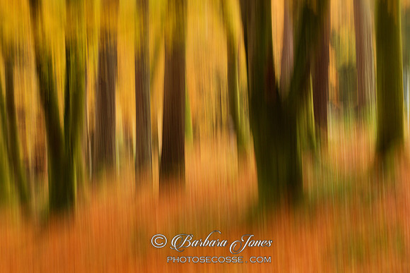Glen Coe. Beech Trees in Autumn. ICM. Highland Scotland.
