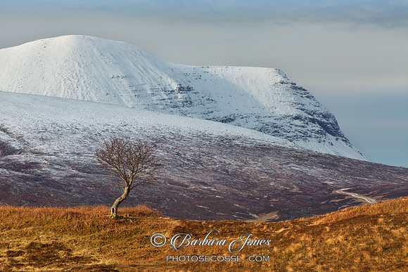 Quinag and The Rowan Tree. Winter. Assynt. Scotland.