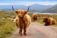 Highland Cattle. Kinloch Hourn, Glen Garry. Scotland.