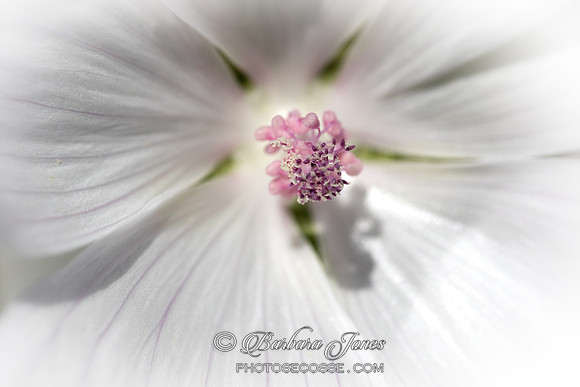 Malva Moschata Alba. White Mallow. Macro.