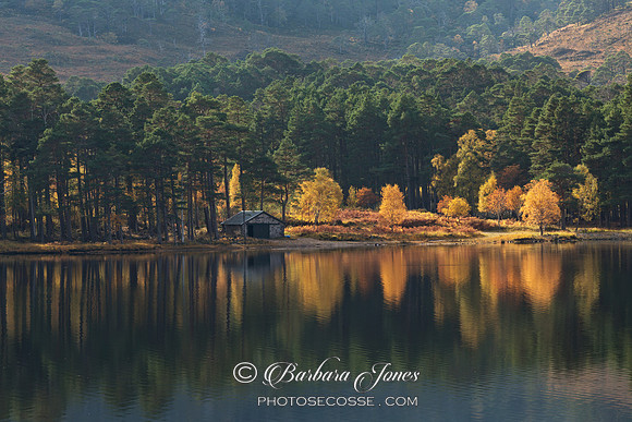 Torridon. Loch Clair. Birch and Pine, Autumn. Wester Ross. Scotland.