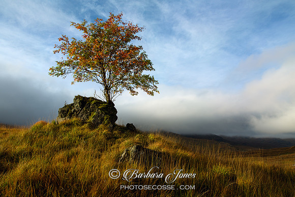 Glen Shiel. Lone Rowan Tree West. Scotland.