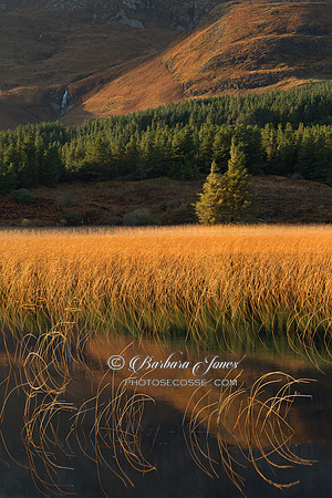Lochan Cill Chriosd Reeds. Strath Suardal. Isle of Skye. Scotland.