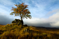 Glen Shiel . Lone Rowan Tree looking West. Scotland.
