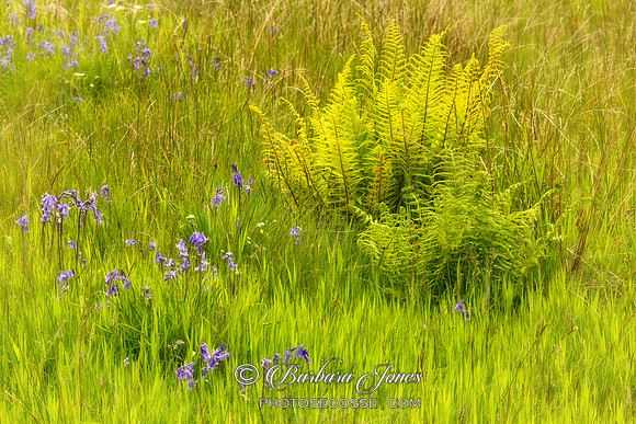 Bluebells and Ferns in Spring Skye Scotland
