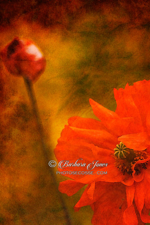 Spanish Poppy Textured Art