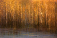 Loch Maree Birch Trees ICM Wester Ross Scotland.