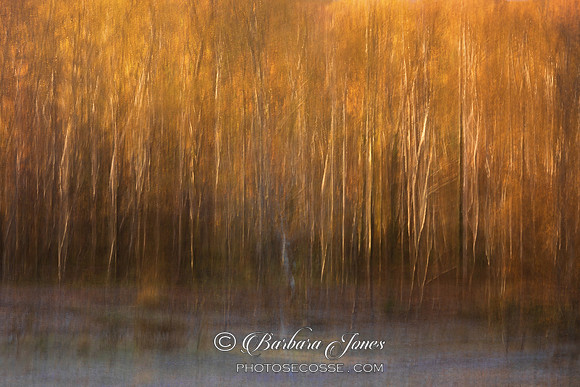Loch Maree Birch Trees ICM Wester Ross Scotland.