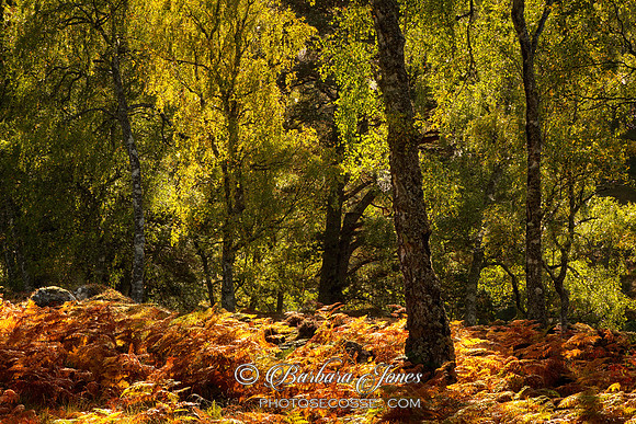 Glen Strathfarrar. Backlit Birch Trees. Scotland.