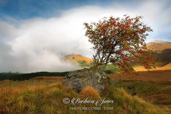 Glen Shiel. Lone Rowan Tree. Scotland.