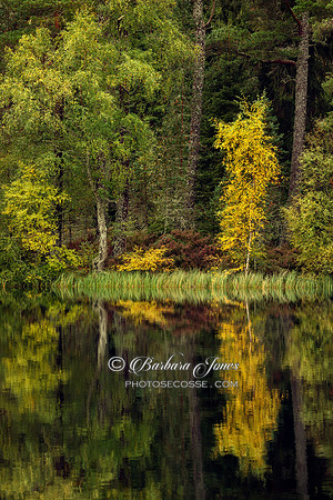 Lochan Uath Birches Glen Feshie Cairngorms NP Scotland