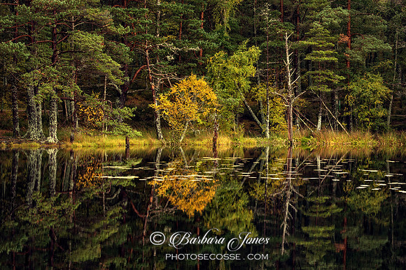 Lochan Uath Reflections. Cairngorms NP. Scotland.