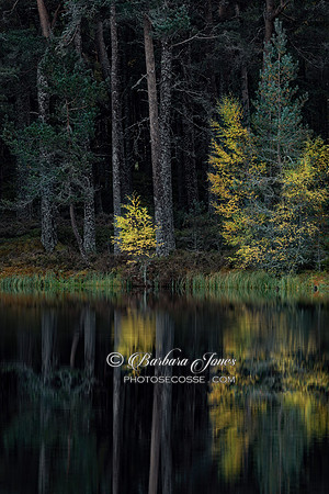 Lochan Uath The Dark Forest  Cairngorms National Park Scotland