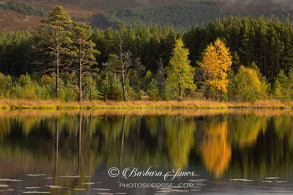 Lochan Uath Trees Glen Feshie Cairngorms National Park Scotland