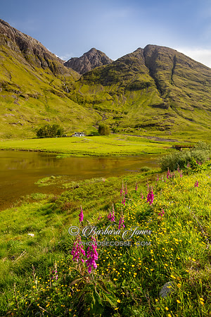 Glen Coe Loch Achtriochtan Summer Flowers Scotland