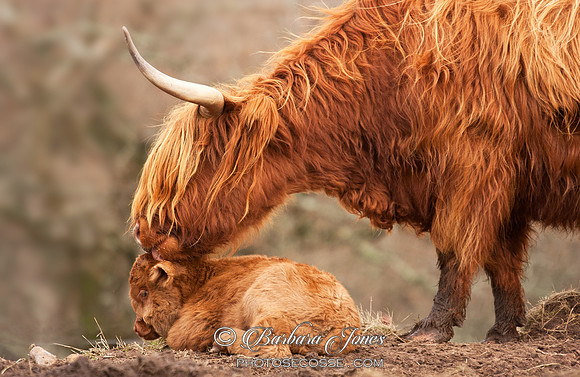 Highland Cow, Newborn Calf, Isle of Skye. Scotland.