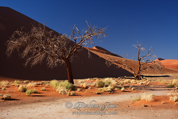 Namibia. Dune 45 and dead trees. Africa.