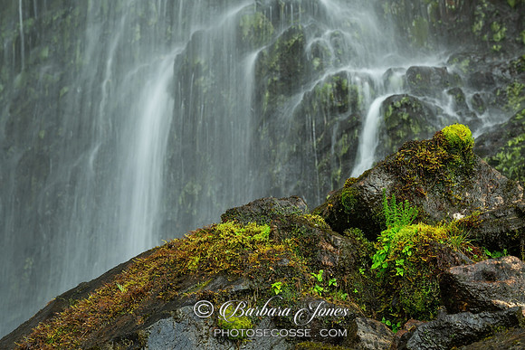 Ferns and Mosses Clashnessie Waterfalls. Assynt.