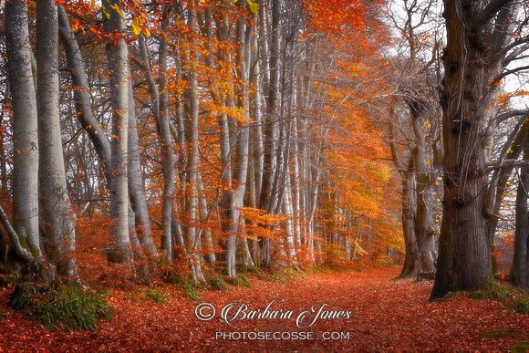 Lady Marys Walk Autumn Colours Crieff Scotland