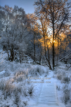Winter Woodland at Achnadarroch. North West Highlands of Scotland.