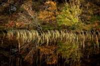 Birch, Rowan and Reeds Assynt Scotland.