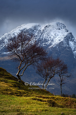 Blaven Birch Trees, Kilbride Skye, Scotland.