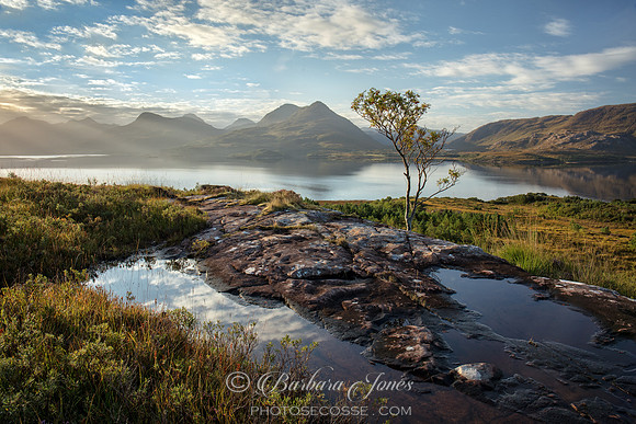 Inveralligin, Upper Loch Torridon, Rowan Tree, Scotland.