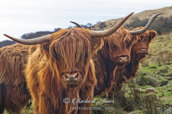 Highland Cow Trio. Isle of Skye. Scotland.
