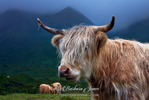 Highland Cow at Sconser Isle of Skye. Scotland.