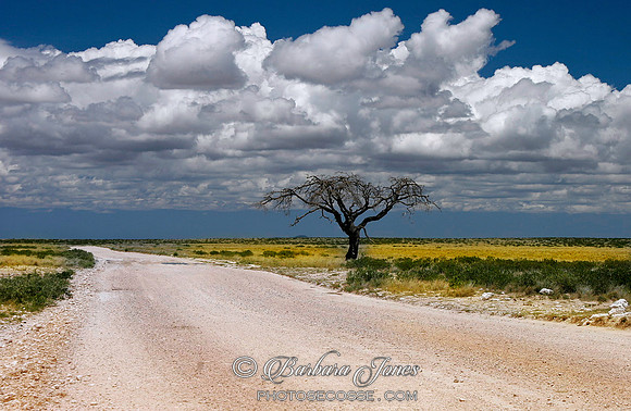 Namibia, Lone Acacia Tree. Etosha National park. Africa.
