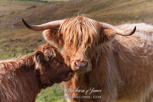 Highland Cow and Calf. Old Corrie. Isle of Skye. Scotland.