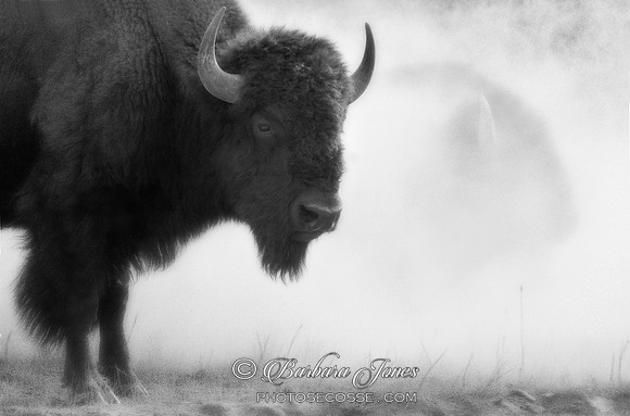 Montana, Buffalo in the dust. Mono. USA.