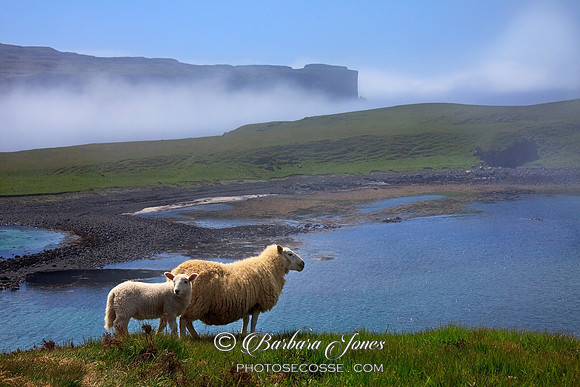 Oronsay Island and Sheep,  Ullinish. Isle of Skye, Scotland.