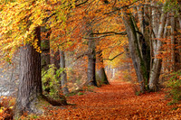 Lady Marys Walk Colours of Autumn Crieff Scotland.