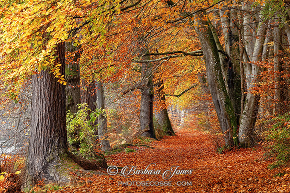 Lady Marys Walk Colours of Autumn Crieff Scotland.