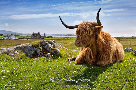 Highland Cow at Islibhig Isle of Lewis. Scotland.