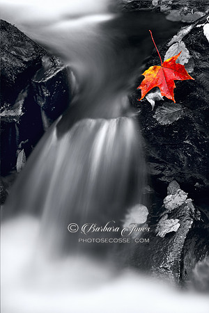 Maple Leaf On The Rocks