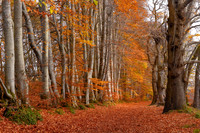Lady Marys Walk Autumn Colours Crieff Scotland