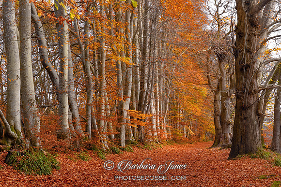 Lady Marys Walk Autumn Colours Crieff Scotland