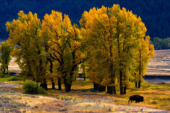 Yellowstone NP, Cottonwoods in Fall, Lamar Valley