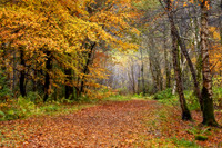Balmacara Autumn Leaves Beech Trees Scotland