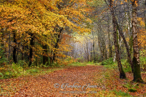 Balmacara Autumn Leaves Beech Trees Scotland