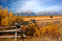 The Tetons and Lone Buffalo, Wyoming, USA.