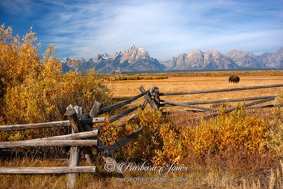 The Tetons and Lone Buffalo, Wyoming, USA.