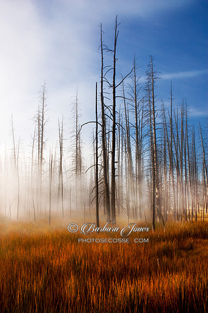 Yellowstone NP, Trees in the Mist. Wyoming.