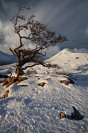 Tree, and Beinn na Cro, Torrin, Isle of Skye, Scotland.