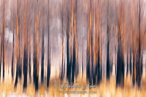 Torridon Trees  Scottish Highlands