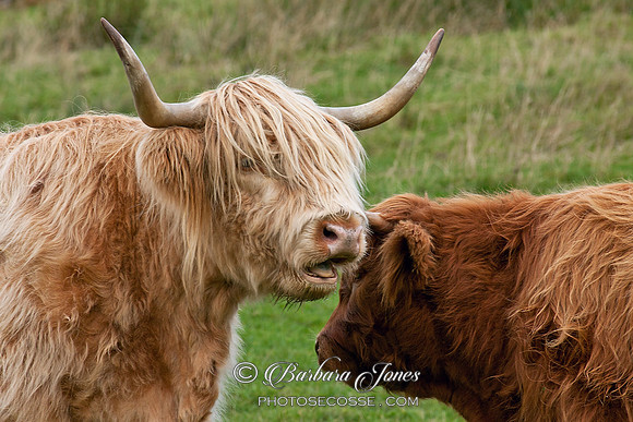 A word in your ear...Highland Cow. Clachtoll. Assynt. North West Scotland.