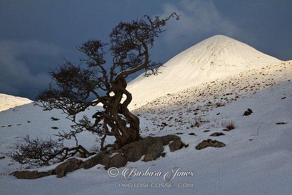 Tree, Loch Slapin, Isle of Skye, Scotland.